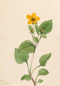 Gouden ster Chrysogonum virginianum
