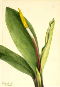 Goudsbloem (Orontium aquaticum) door Mary Vaux Walcott