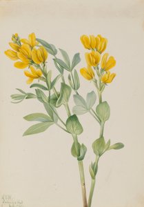 Gouden erwten Thermopsis rhombifolia, 1923 door Mary Vaux Walcott