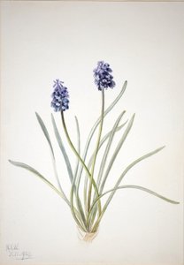 Druifhyacint (Muscari racemosum)