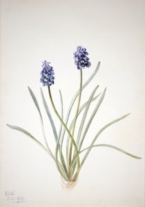Blauwe druif Muscari racemosum, 1920