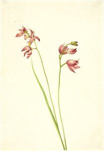 Grasroze Orchidee Limodorum tuberosum, n.d.