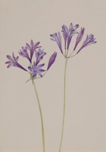 Grasnoot Brodiaea laxa door Mary Vaux Walcott