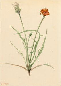 Grasblad Agoseris Agoseris graminifolia, 1905 door Mary Vaux Walcott