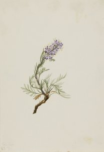 Grauwe Phacelia (Phacelia sericea) door Mary Vaux Walcott