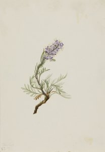Grijze Phacelia Phacelia sericea, 1911 door Mary Vaux Walcott
