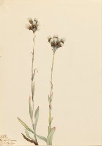 Grijze stekelvaren (Antennaria howellii) door Mary Vaux Walcott