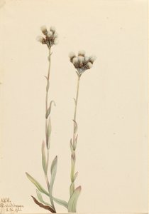 Grijze Kattenpootjes Antennaria howellii, 1921 door Mary Vaux Walcott