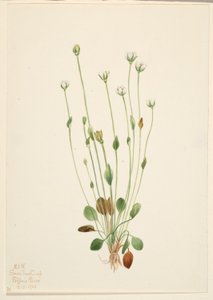 Echte zeekraal (Senecio canus) door Mary Vaux Walcott