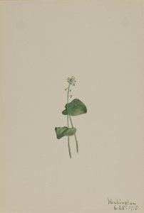 Groene addermond (Malaxis unifolia)