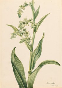 Groene berenkool (Veratrum viride) door Mary Vaux Walcott