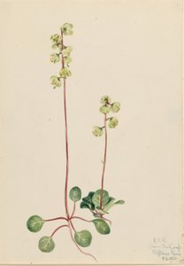 Groene Pyrola (Pyrola chlorantha) door Mary Vaux Walcott