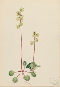 Groene Pyrola Pyrola chlorantha door Mary Vaux Walcott