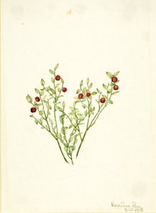 Korhoendermoerbei (Vaccinium scoparium)