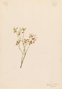 Korhoendermoerbei (Vaccinum scoparium) door Mary Vaux Walcott
