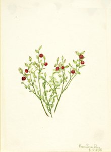 Grouse Whortleberry Vaccinium scoparium, 1918