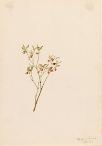 Grouse Whortleberry Vaccinum scoparium, 1916 door Mary Vaux Walcott
