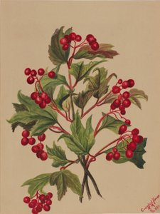 Korhoenderbes (Viburnum americanum)