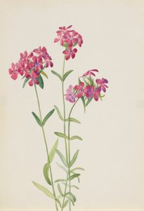 Haarflox Phlox amoena, ca. begin jaren 1930