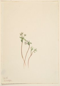 Voorjaarsbode (Erigenia bulbosa)
