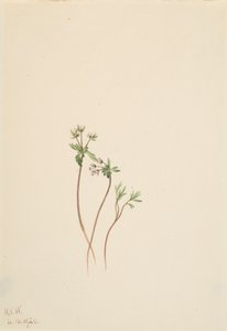 Voorbode van de Lente Erigenia bulbosa, 1920