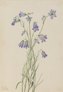 Haasklokje (Campanula rotundifolia)
