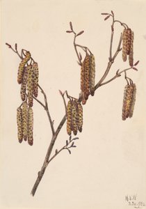 Hazelaar Alnus regosa