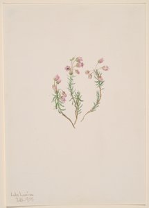Heide Phyllodoce intermedia, 1907