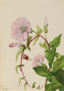 Heggewinde Calystegia Convolvulus sepium, 1932