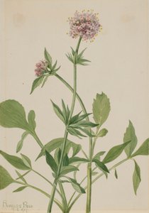 Heliotroop Valeriaan Valeriana sitchensis, 1917