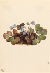Hepatica (Hepatica americana) door Mary Vaux Walcott