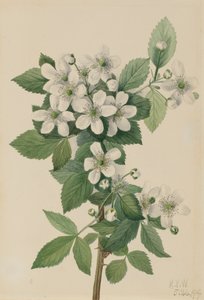 Hoogstruik Braam Rubus argutus, 1919 door Mary Vaux Walcott