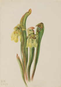 Gekapte bekerplant (Sarracenia minor)
