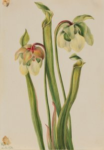 Hybride bekerplant (Sarracenia minor)