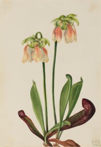 Hybride bekerplant (Sarracenia minor x psittacina)