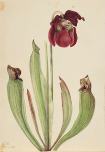 Hybride bekerplant (Sarracenia rubra xs purpurea venosa)