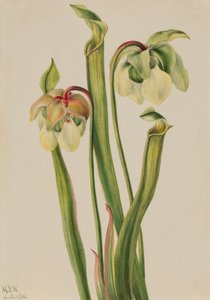Hybride Bekerplant Sarracenia minor, 1930