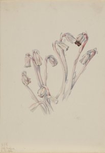 Indische pijp (Monotropa uniflora)