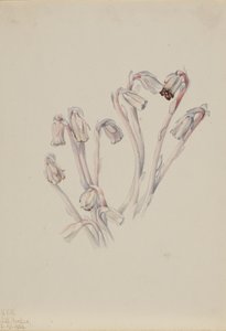 Indiase pijp Monotropa uniflora, 1926