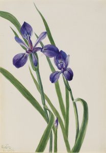 Iris (Iris soorten)
