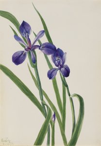 Iris Iris soorten, 1939