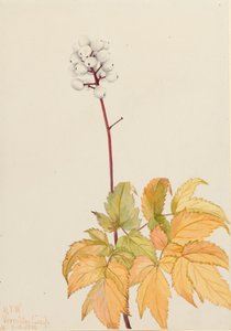 Ivory Baneberry Actaea arguta door Mary Vaux Walcott