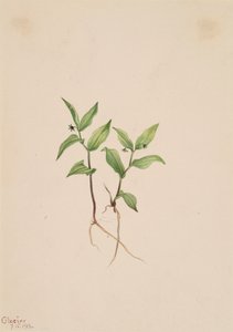Kruhsea Kruhsea streptopoides, 1913