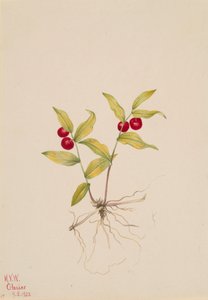 Kruhsea Kruhsea streptopoides, 1922 door Mary Vaux Walcott