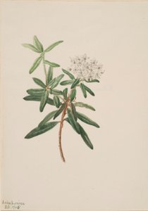 Labrador Tea (Ledum groenlandicum) door Mary Vaux Walcott
