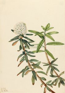 Labrador Thee Ledum groenlandicum