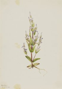 Laddergentiaan Gentiana acuta, 1916 door Mary Vaux Walcott