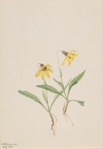 Lake Louise Arnica Arnica louisiana, 1905 door Mary Vaux Walcott