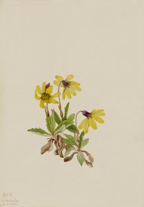 Lake Louise Arnica Arnica louisiana