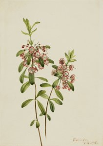 Lamsoren (Kalmia angustifolia)